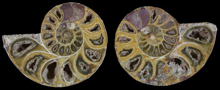 Cut & Polished, Agatized Ammonite Fossil - Jurassic #53826